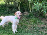 Chien adulte Setter Anglais lemon LOF de 2 ans disponible à la vente