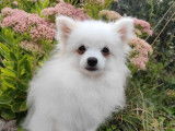 Mise en vente de 3 chiots mâles Spitz Allemands blancs LOF