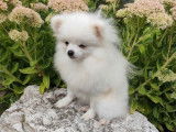 Mise en vente de 3 chiots mâles Spitz Allemands blancs LOF
