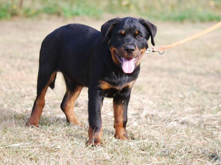 Disponibles à l’achat 3 chiots Rottweilers mâles LOF