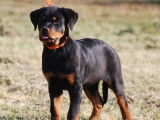 Disponibles à l’achat 3 chiots Rottweilers mâles LOF