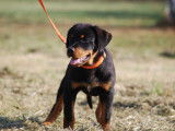Disponibles à l’achat 3 chiots Rottweilers mâles LOF