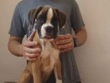 2 chiots Boxers disponibles à l’achat