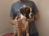 2 chiots Boxers disponibles à l’achat