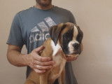 2 chiots Boxers disponibles à l’achat