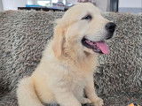 Un chiot mâle Golden Retriever LOF disponible à la vente