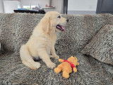 Un chiot mâle Golden Retriever LOF disponible à la vente