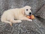 Un chiot mâle Golden Retriever LOF disponible à la vente