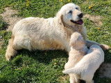 Un chiot mâle Golden Retriever LOF disponible à la vente