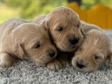 7 chiots Golden Retrievers LOF couleur sable à réserver