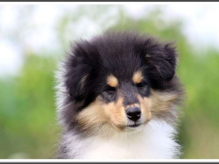 Un chiot mâle Colley à poil long tricolore disponible à la vente