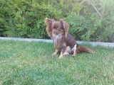 Mâle Chihuahua disponible pour saillie