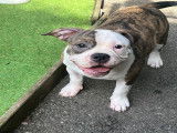 Chiot femelle American Bully à vendre