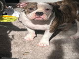 Chiot femelle American Bully à vendre