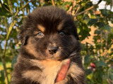 Chiots Berger Australien avec pedigree à vendre
