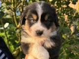 Chiots Berger Australien avec pedigree à vendre