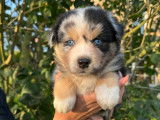 Chiots Berger Australien avec pedigree à vendre