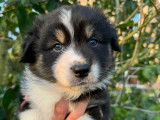 Chiots Berger Australien avec pedigree à vendre