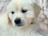 Chiots Golden Retriever à vendre