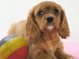 Chiots Cavalier King Charles rubis et blenheim à vendre