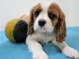Chiots Cavalier King Charles rubis et blenheim à vendre