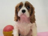 Chiots Cavalier King Charles rubis et blenheim à vendre