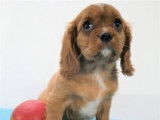 Chiots Cavalier King Charles rubis et blenheim à vendre