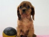 Chiots Cavalier King Charles rubis et blenheim à vendre