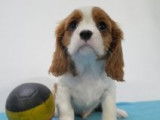 Chiots Cavalier King Charles rubis et blenheim à vendre
