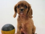 Chiots Cavalier King Charles rubis et blenheim à vendre