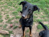 Chiot Beauceron à vendre