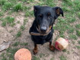 Chiot Beauceron à vendre