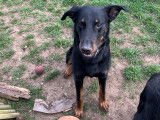 Chiot Beauceron à vendre