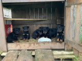 Chiot Beauceron à vendre