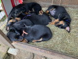 Chiot Beauceron à vendre