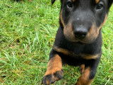 Chiot Beauceron à vendre