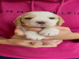 Plusieurs chiots femelles Beagle LOF à vendre