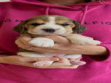 Plusieurs chiots femelles Beagle LOF à vendre