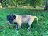 Chiots Kangal à vendre