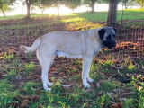 Chiots Kangal à vendre