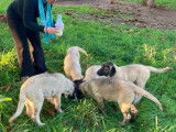 Chiots Kangal à vendre