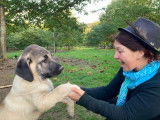 Chiots Kangal à vendre