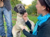 Chiots Kangal à vendre