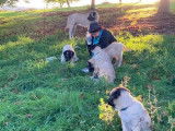 Chiots Kangal à vendre