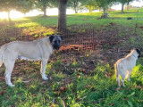 Chiots Kangal à vendre