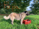 Chiots Kangal à vendre