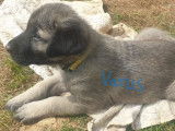 Chiots Kangal à vendre