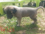 Chiots Kangal à vendre