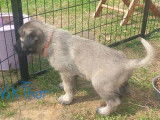 Chiots Kangal à vendre