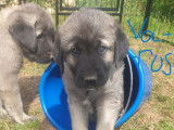 Chiots Kangal à vendre